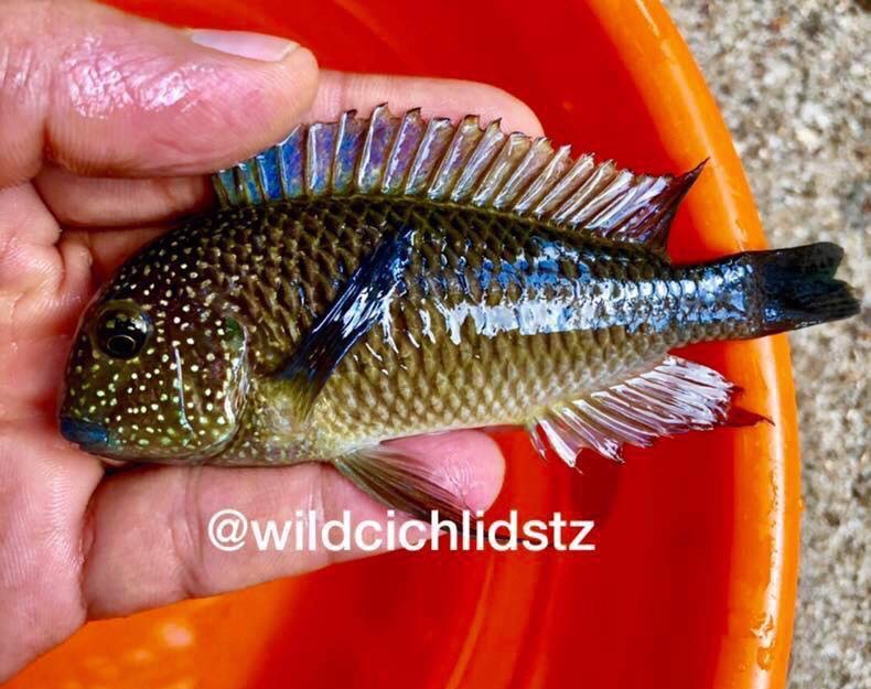 Tropheus sp. 'limespot' Mulunguzi